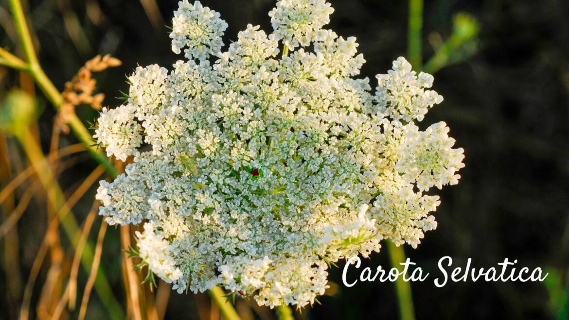 La bellezza nascosta dei Fiori di Carota Selvatica