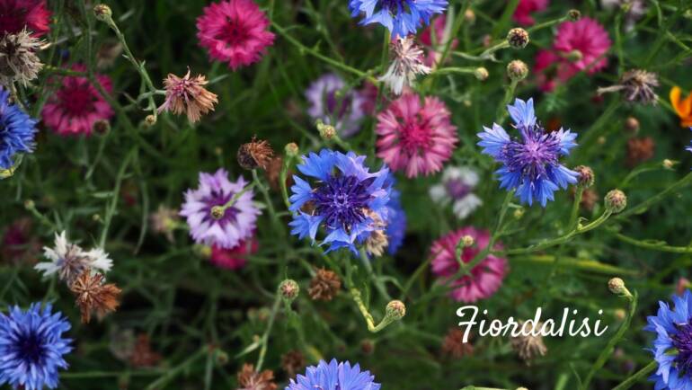 Fiordalisi: il fiore della delicatezza