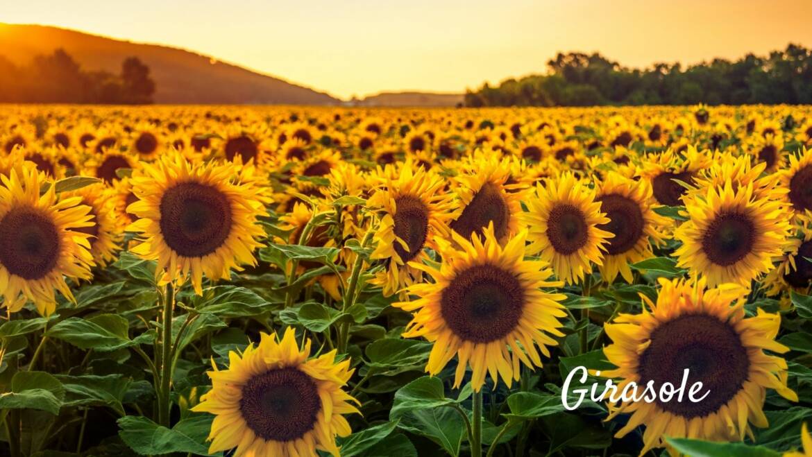 Il Girasole, il fiore dell’allegria e della vitalità