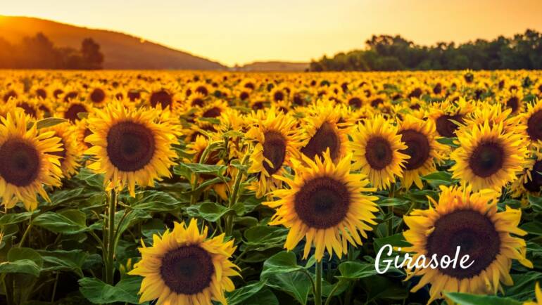 Il Girasole, il fiore dell’allegria e della vitalità