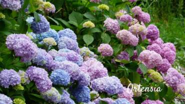 I colori e la delicatezza della natura nei fiori dell’Ortensia