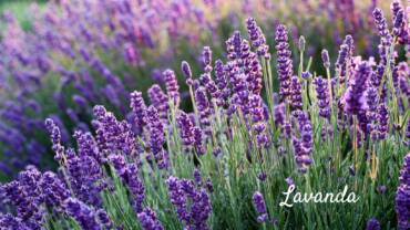 Lavanda: la fragranza della tranquillità