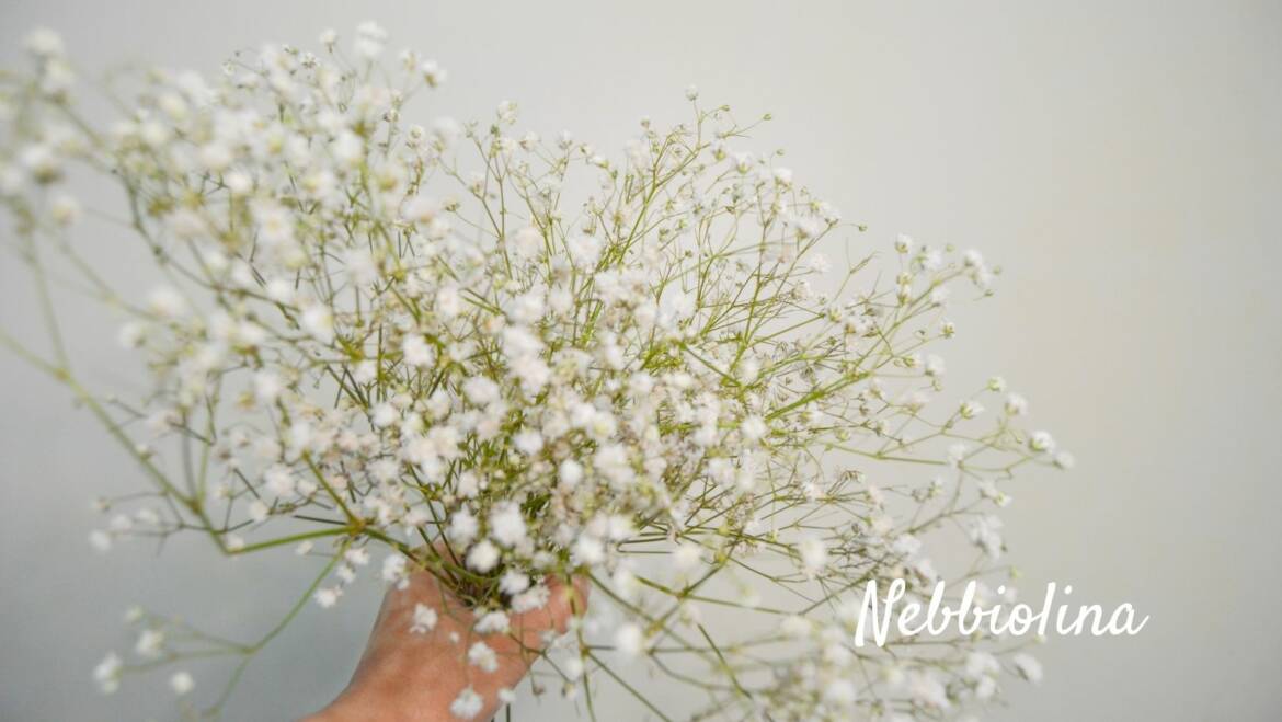 La purezza in un fiore: la nebbiolina