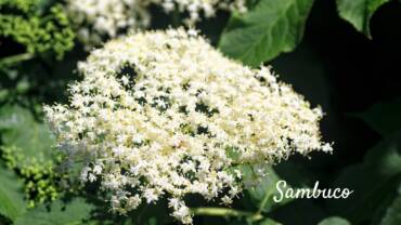 Il fiore del Sambuco: simbolo di protezione