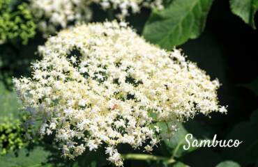 Il fiore del Sambuco: simbolo di protezione