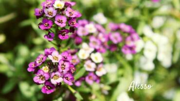 Alisso: il fiore della dolcezza e della resilienza