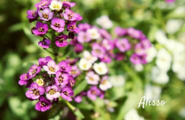 Alisso: il fiore della dolcezza e della resilienza